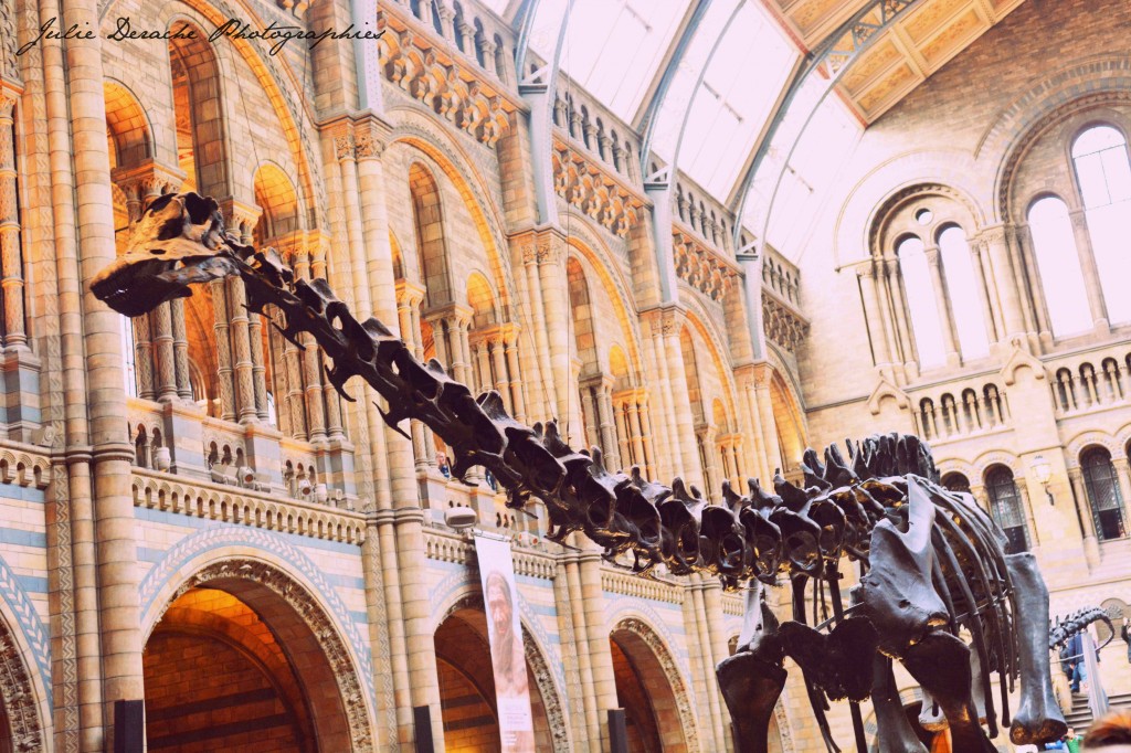 Musée histoire naturelle Londres
